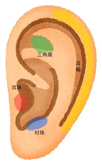 耳珠位置|耳の各部位の名前一覧【画像付き】